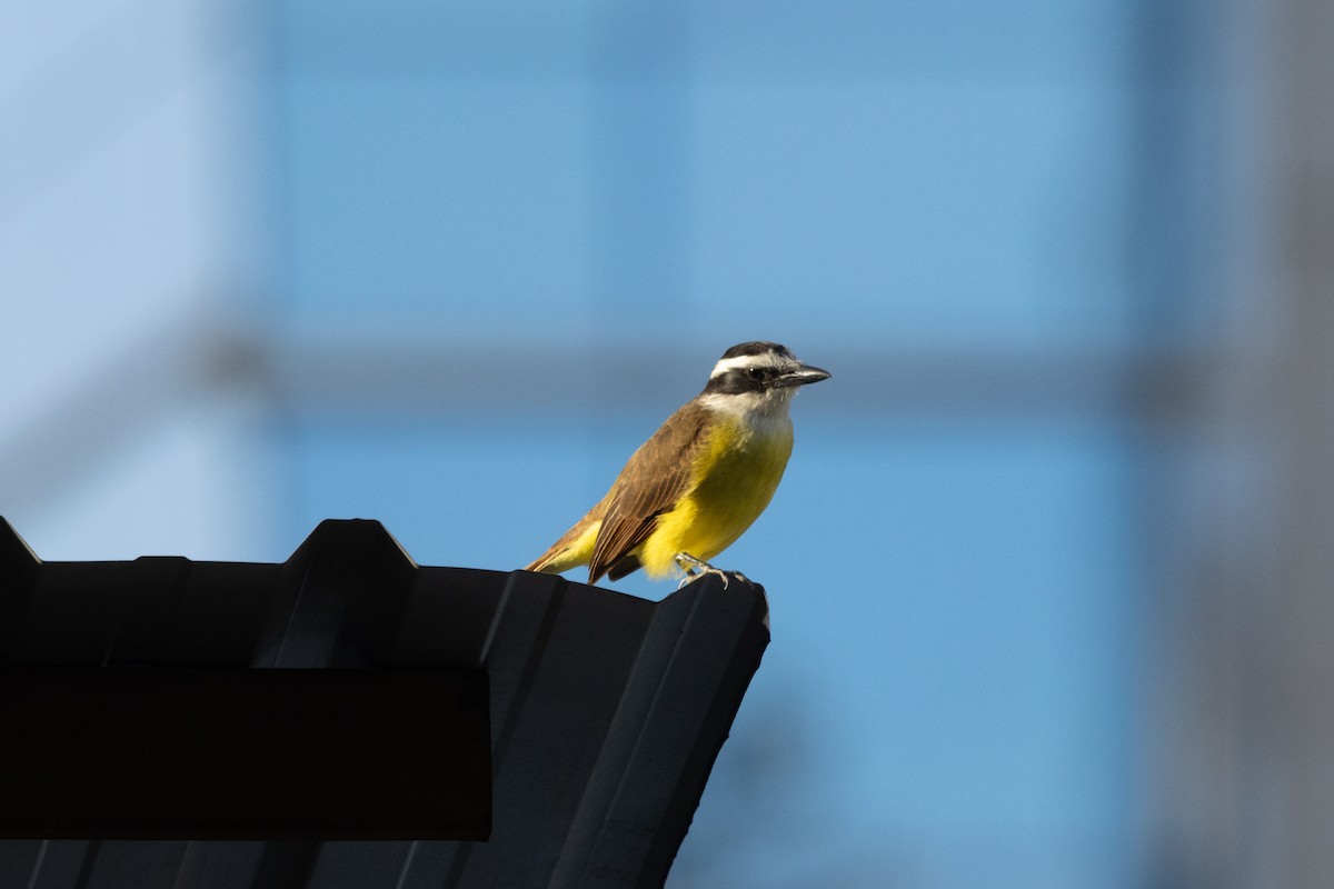 Great Kiskadee - ML620786025