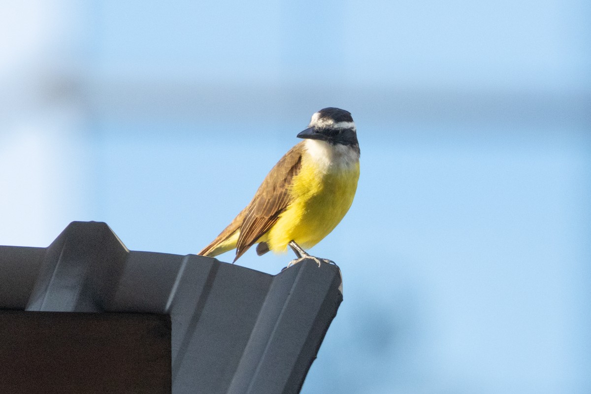 Great Kiskadee - ML620786028