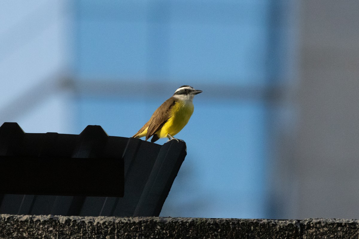 Great Kiskadee - ML620786030