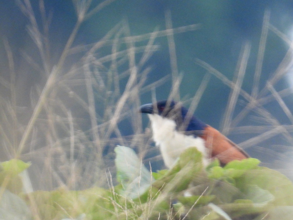 Blue-headed Coucal - ML620786031