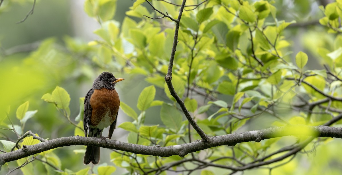 American Robin - ML620786032