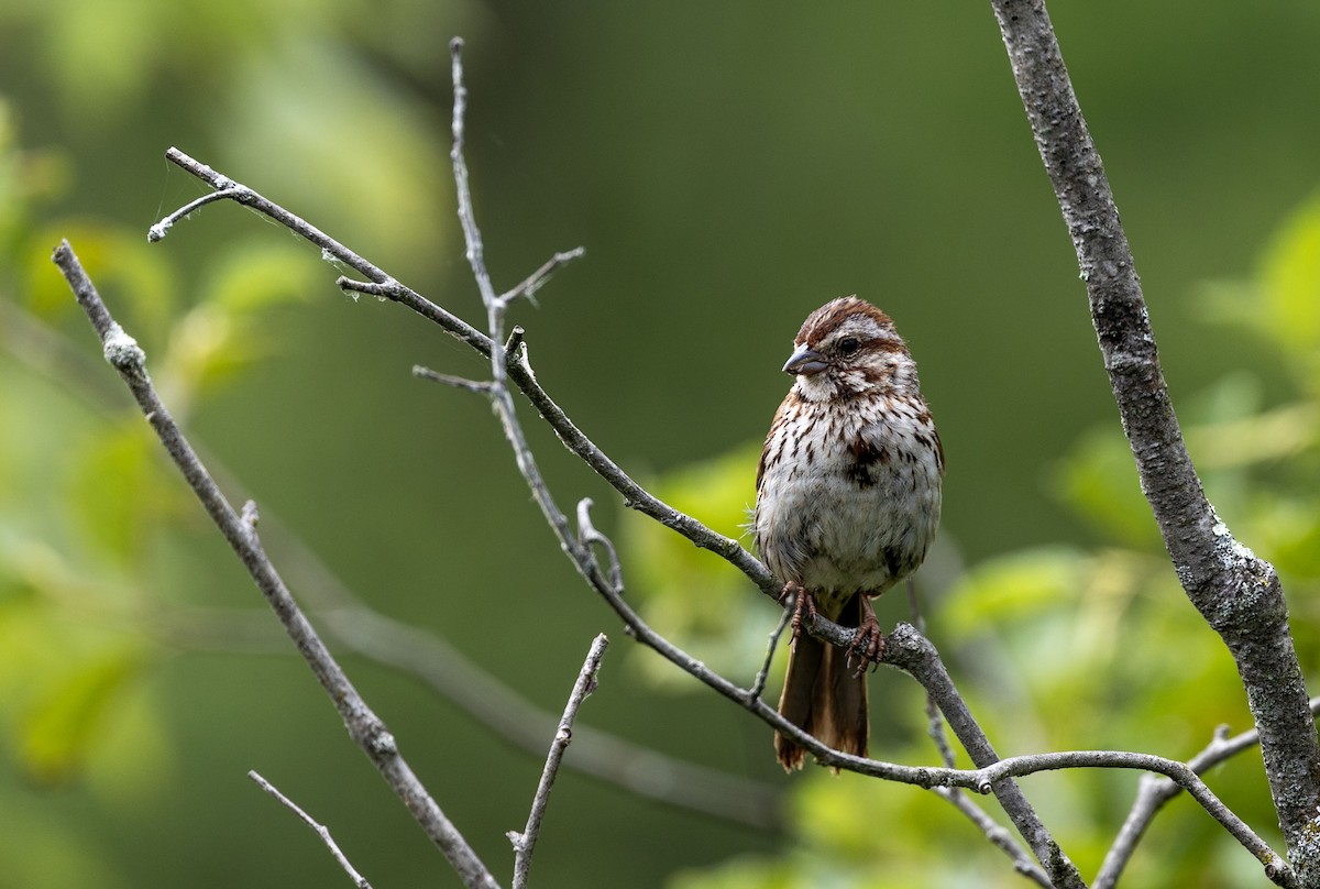 Song Sparrow - ML620786037