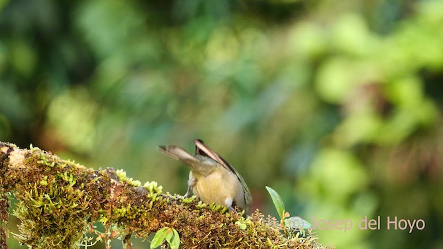 ヤシフウキンチョウ - ML620786038