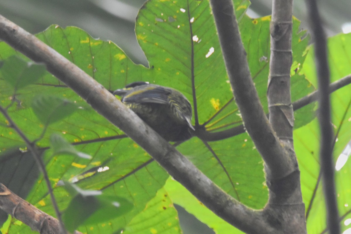 Cotinga écaillé - ML620786042