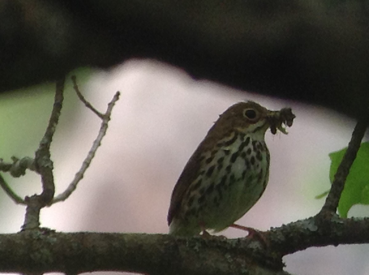 Ovenbird - ML620786046