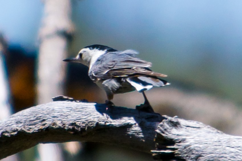 White-breasted Nuthatch - ML620786049