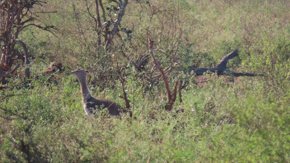 Kori Bustard - ML620786050