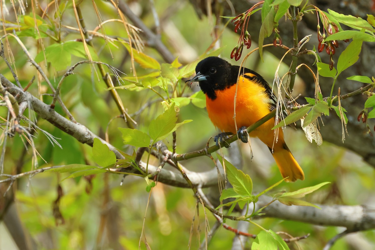 Baltimore Oriole - ML620786051