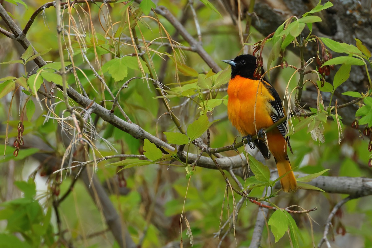 Baltimore Oriole - ML620786052