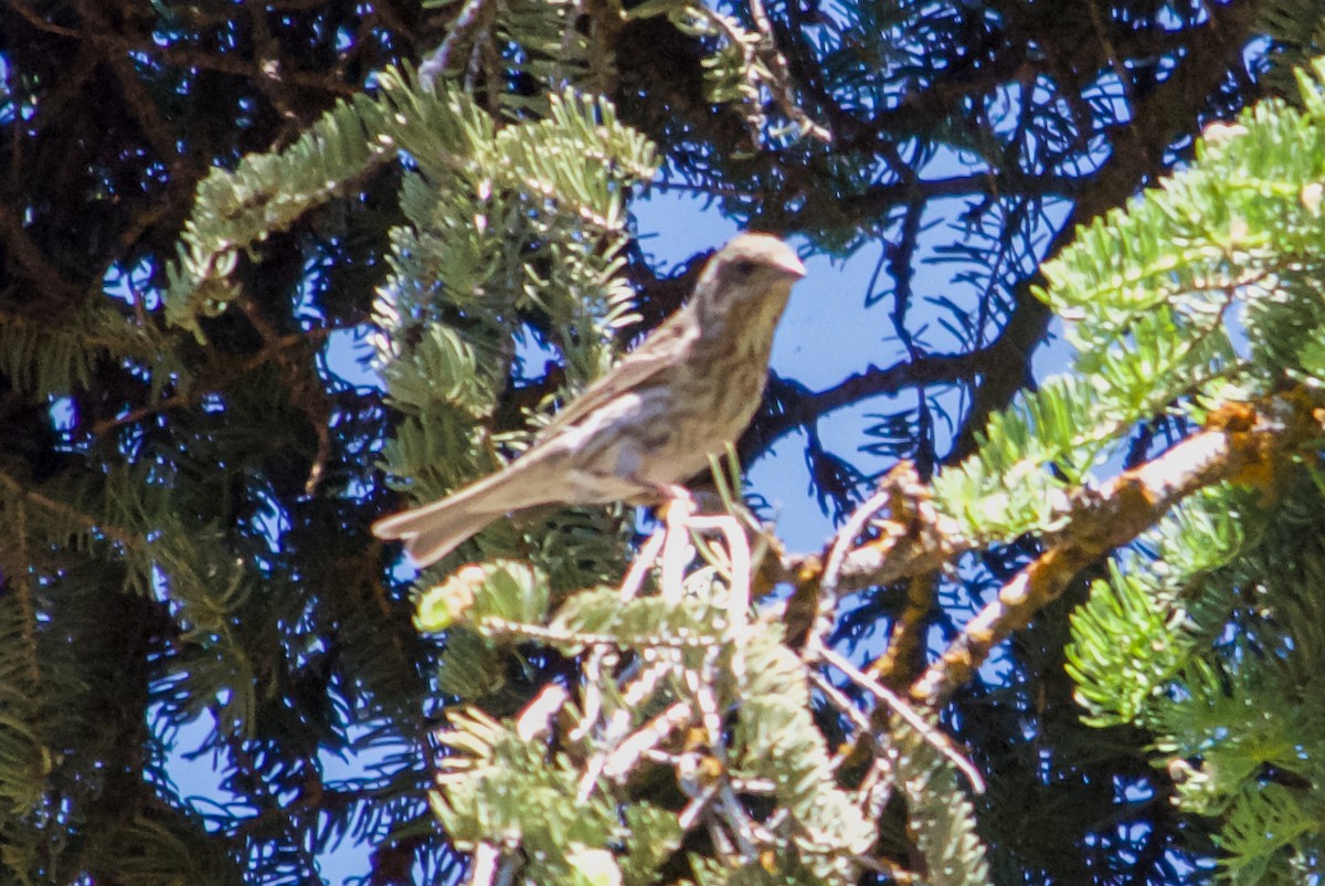 Purple Finch - ML620786053