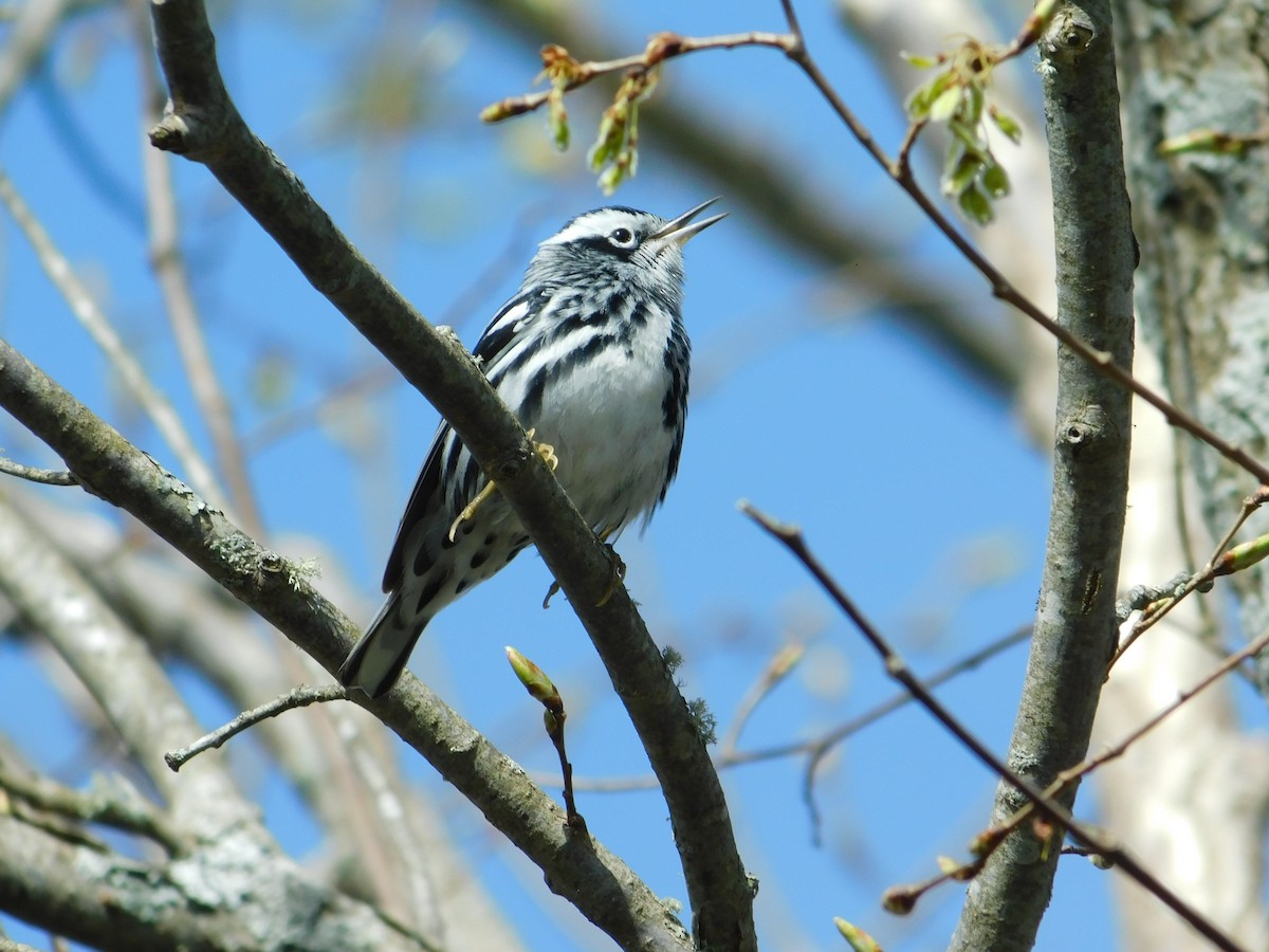 Black-and-white Warbler - ML620786054