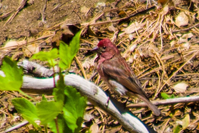 Purple Finch - ML620786056