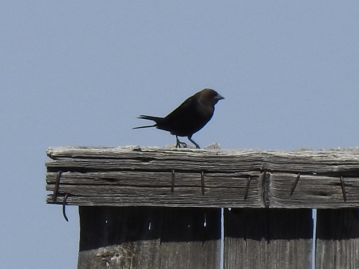 Brown-headed Cowbird - ML620786057