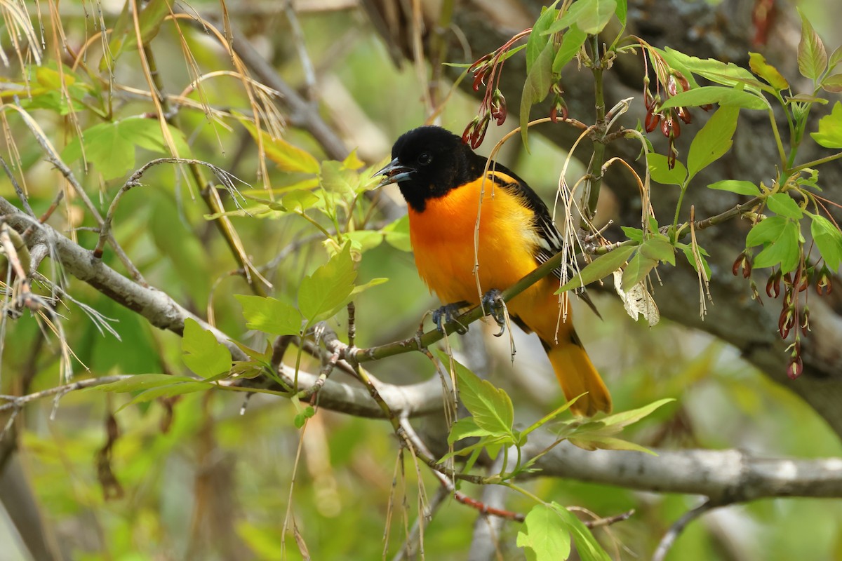 Baltimore Oriole - ML620786059