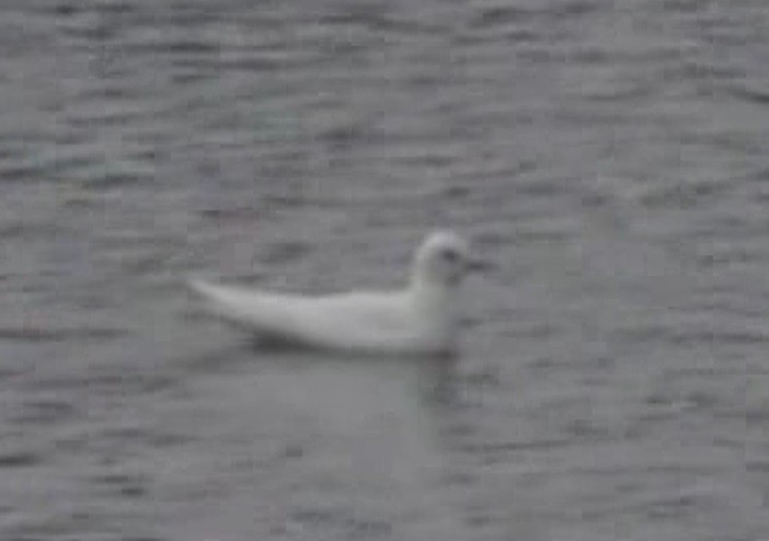 Ivory Gull - Christopher Bourne