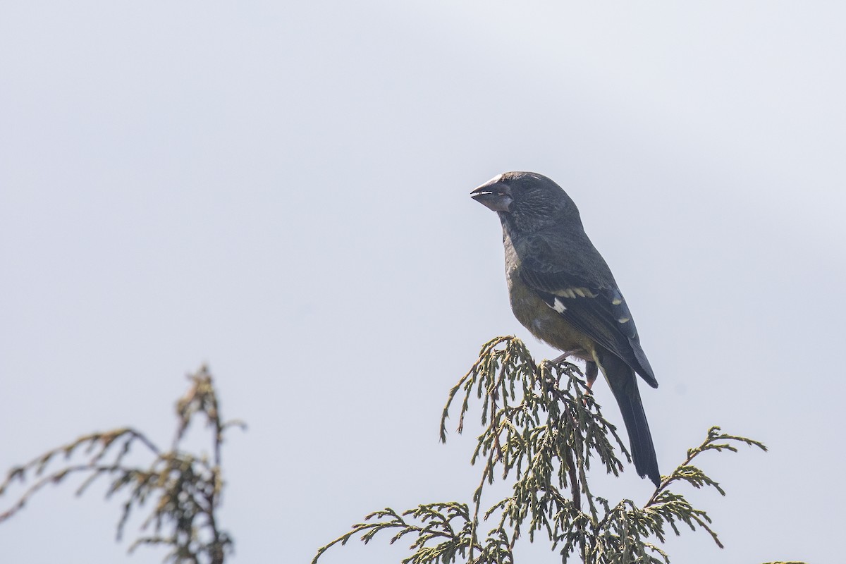 White-winged Grosbeak - ML620786062