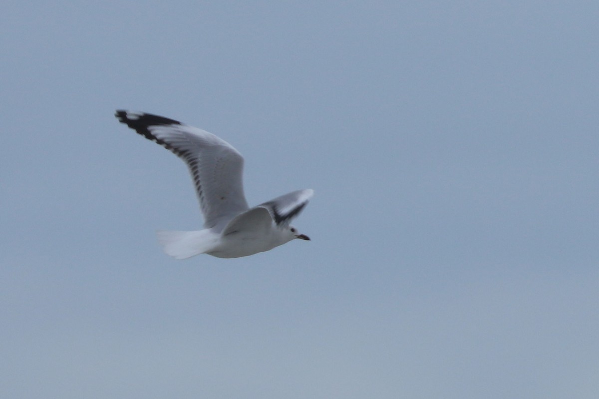 Silver Gull - ML620786063