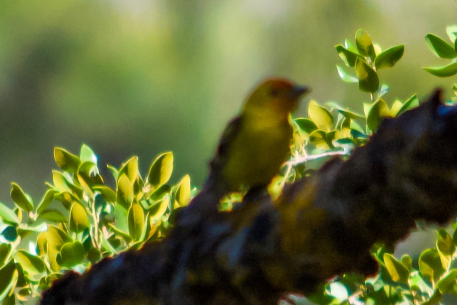 Western Tanager - ML620786069