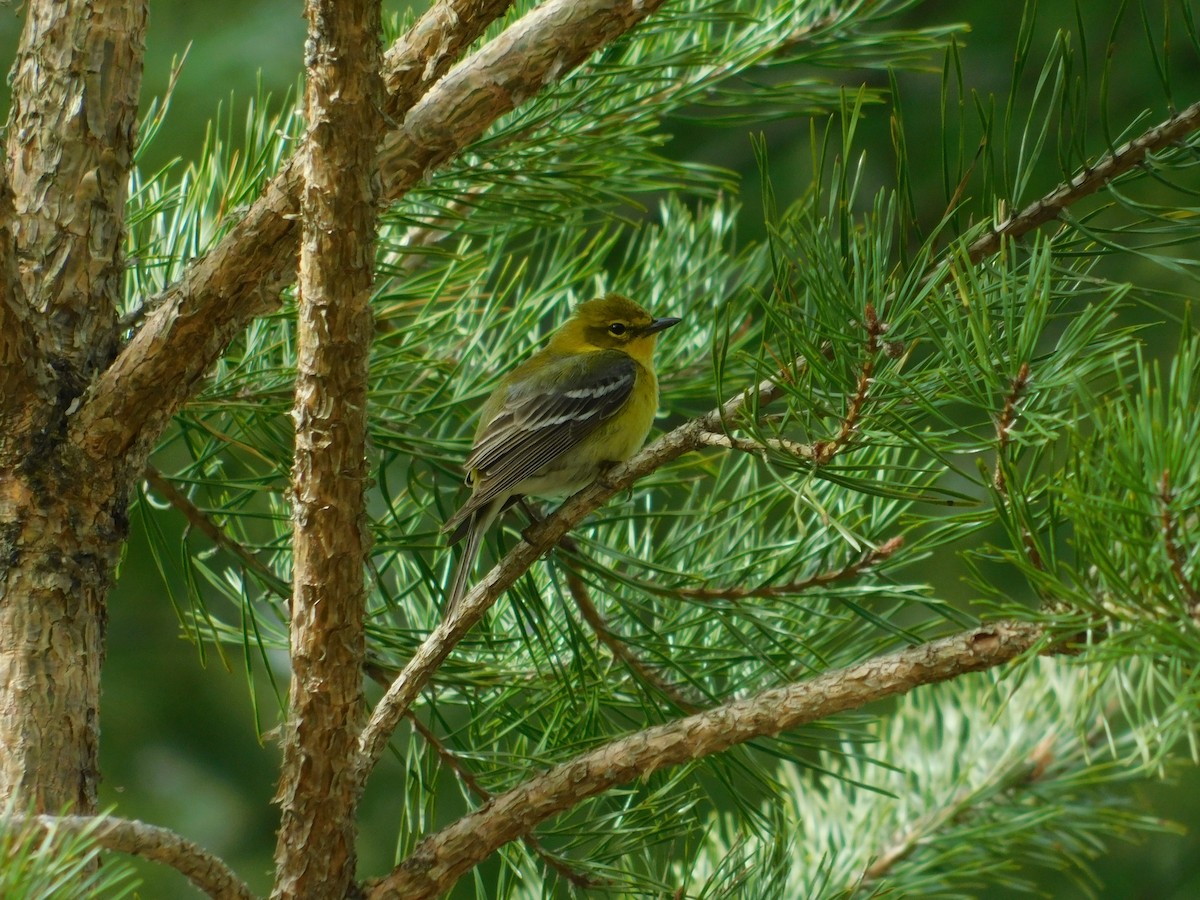 Pine Warbler - ML620786071