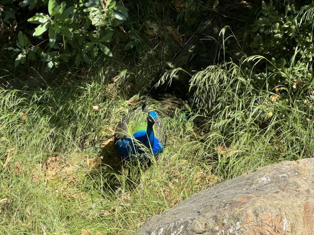 Indian Peafowl (Domestic type) - ML620786076