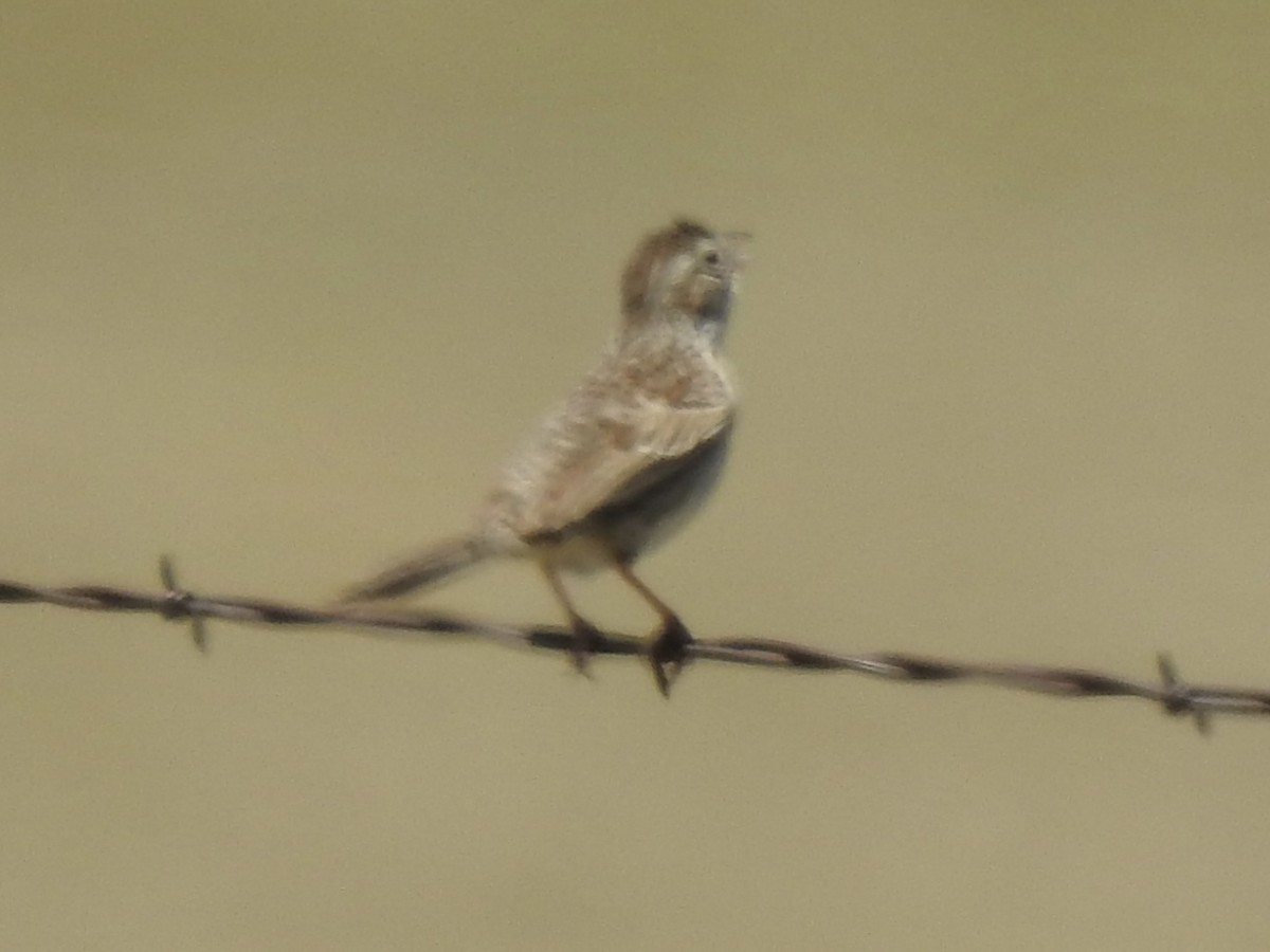 Cassin's Sparrow - ML620786078