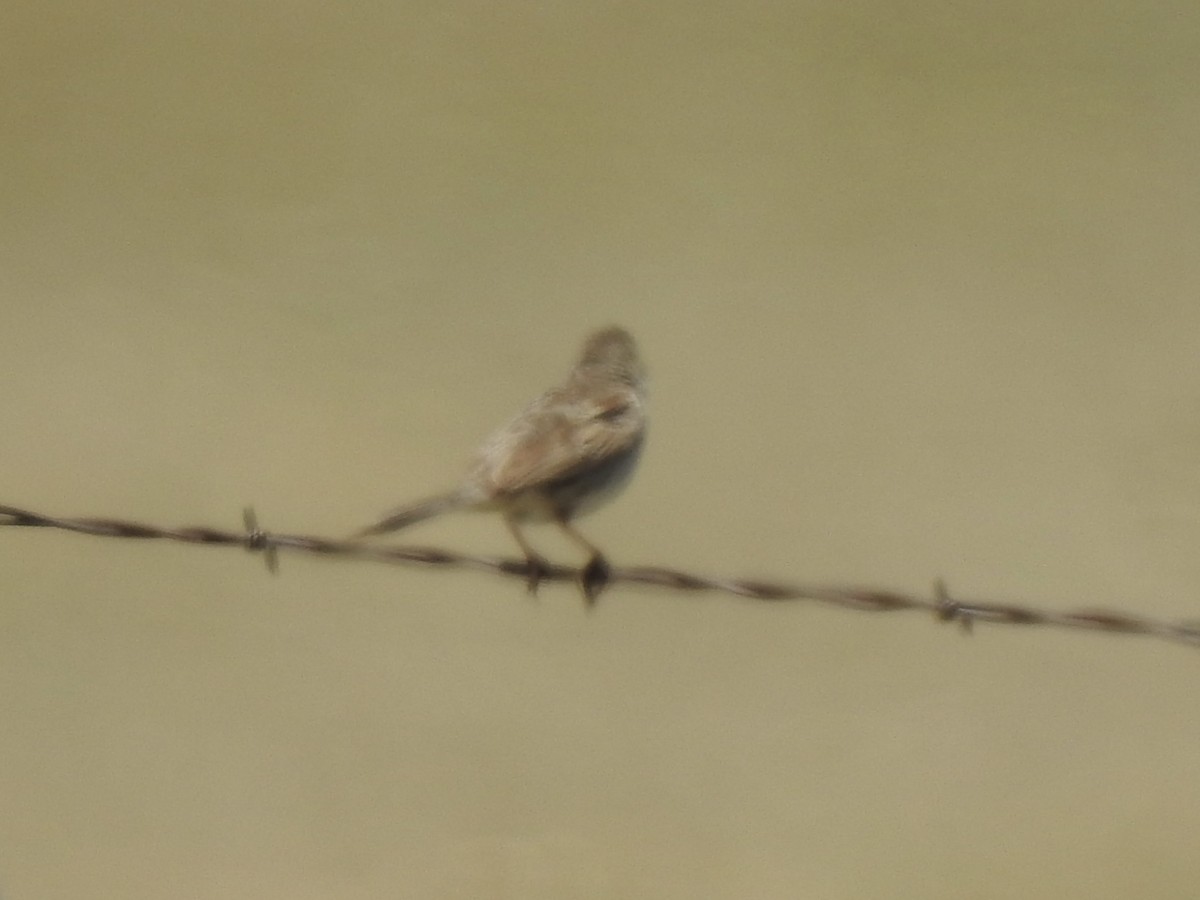 Cassin's Sparrow - ML620786083