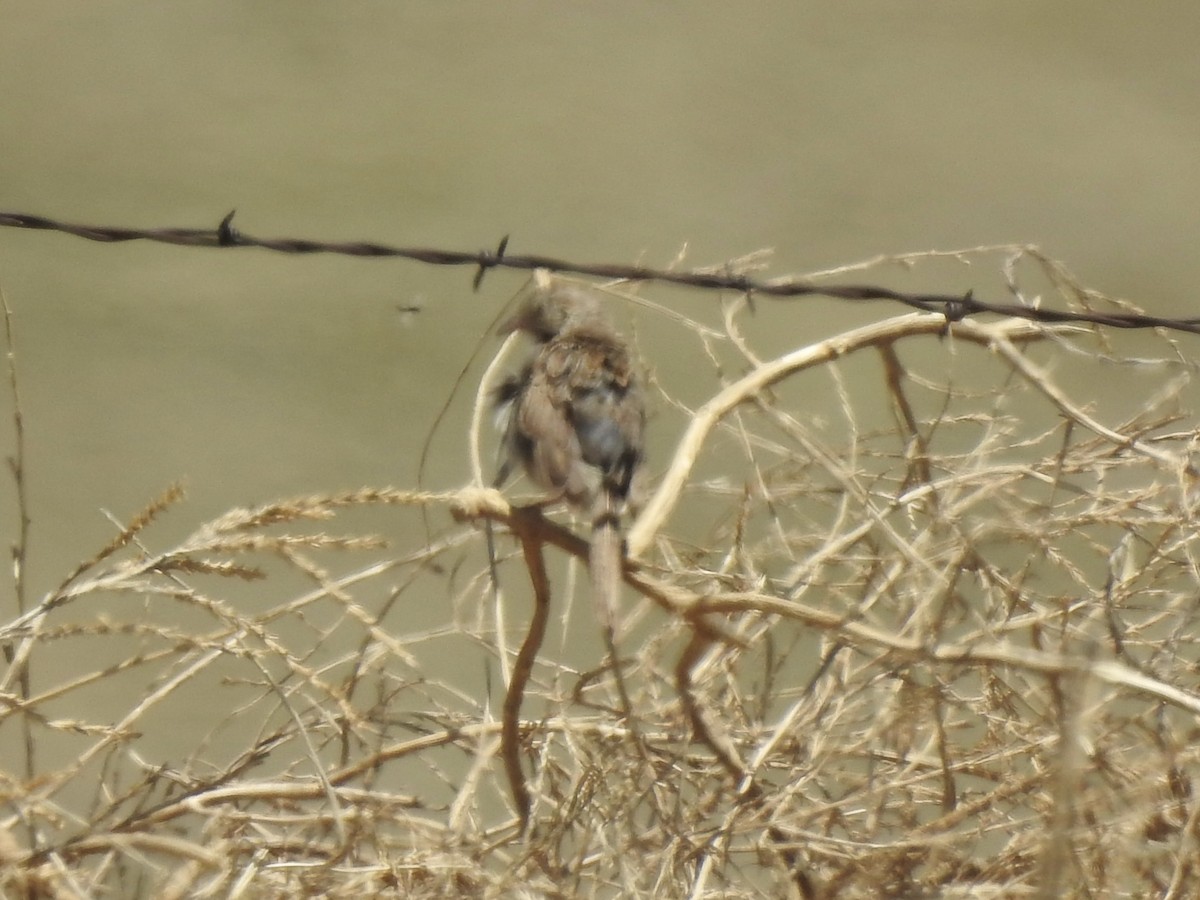 Cassin's Sparrow - Terry Crowe