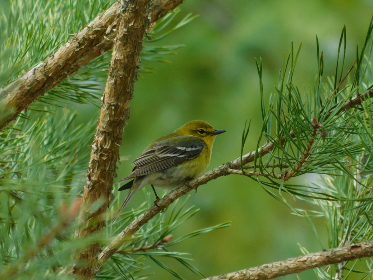 Pine Warbler - Brian Johnstone