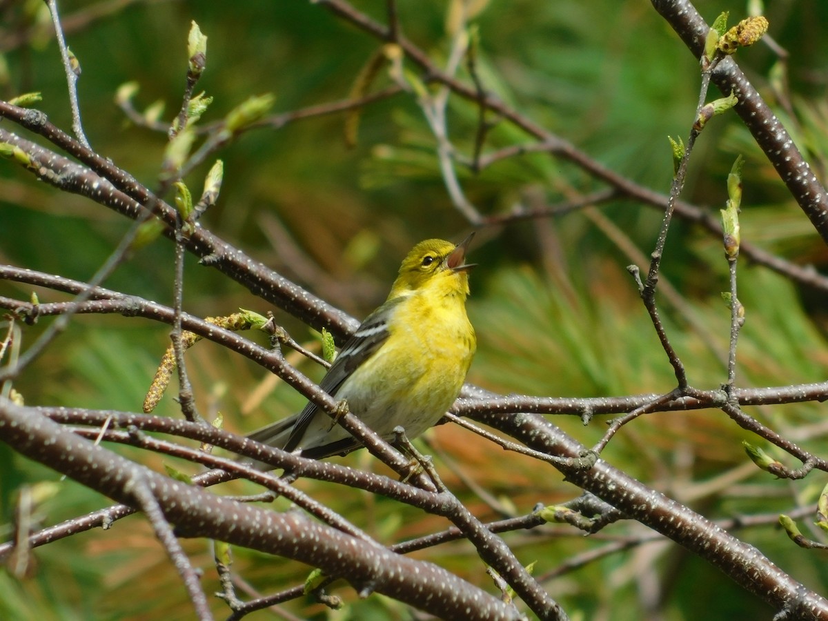 Pine Warbler - ML620786092