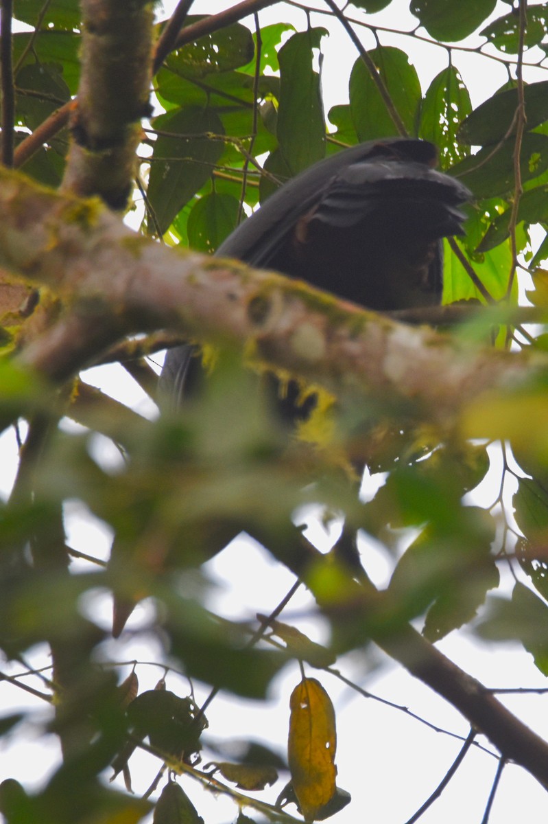 Crested Guan - ML620786095