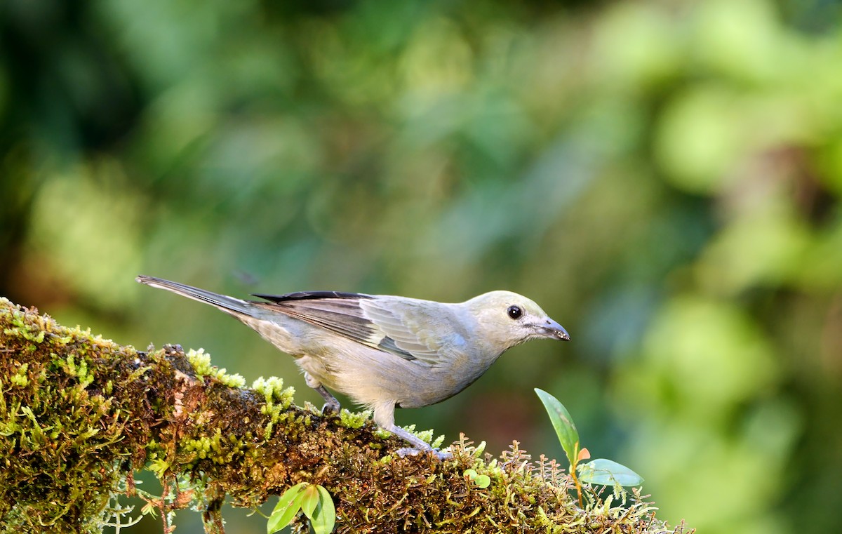 Palm Tanager - ML620786096