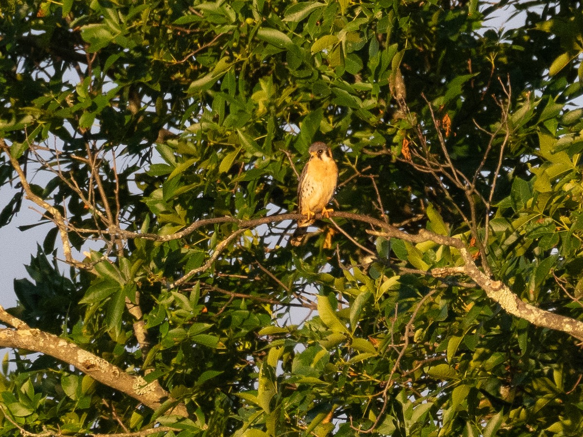 American Kestrel - ML620786098