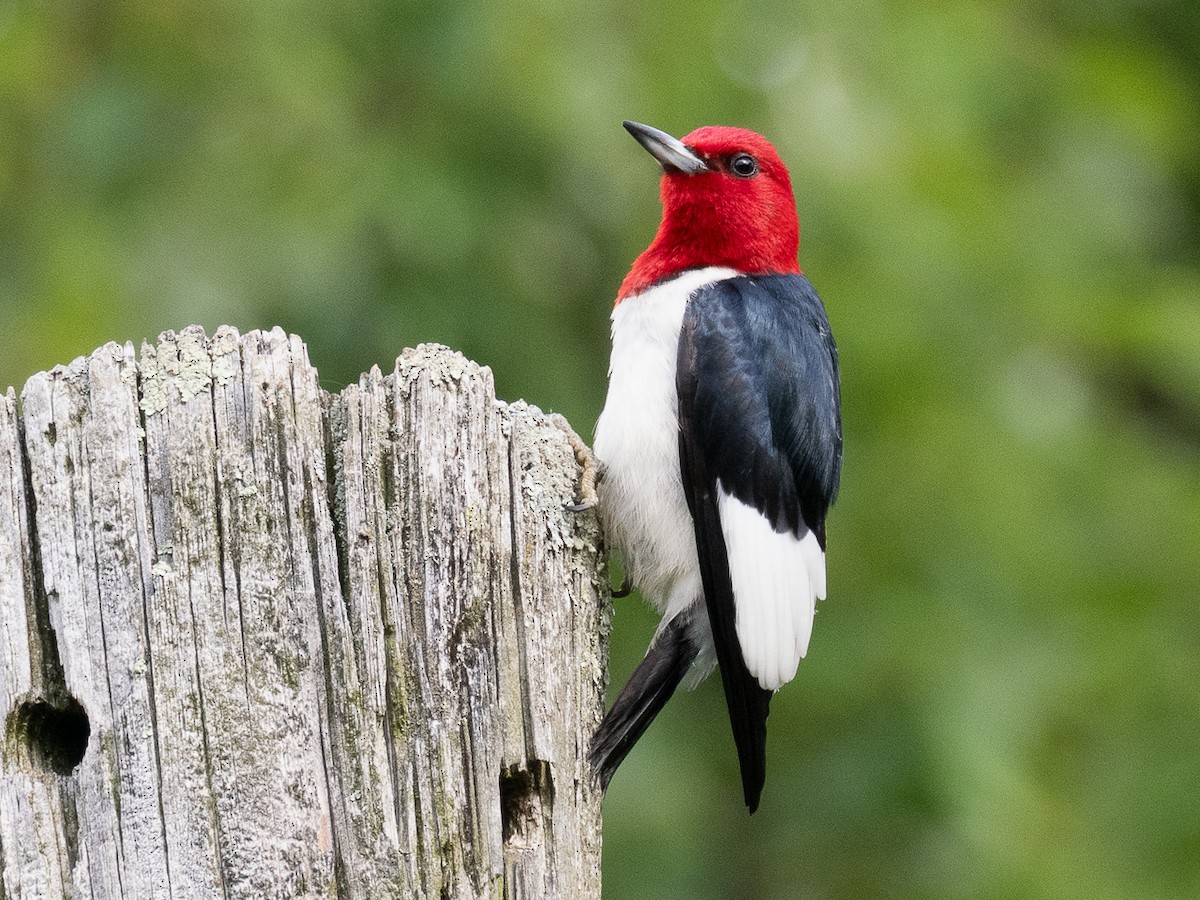 Red-headed Woodpecker - ML620786106