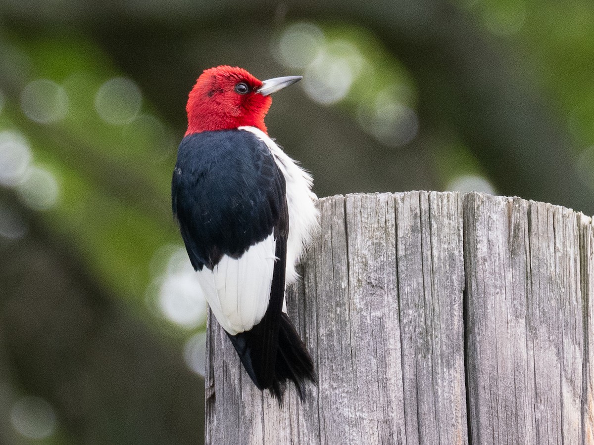 Red-headed Woodpecker - ML620786107