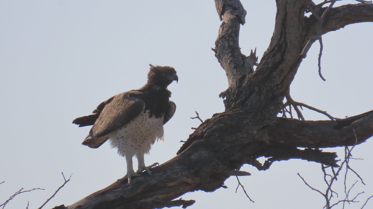 Martial Eagle - ML620786112