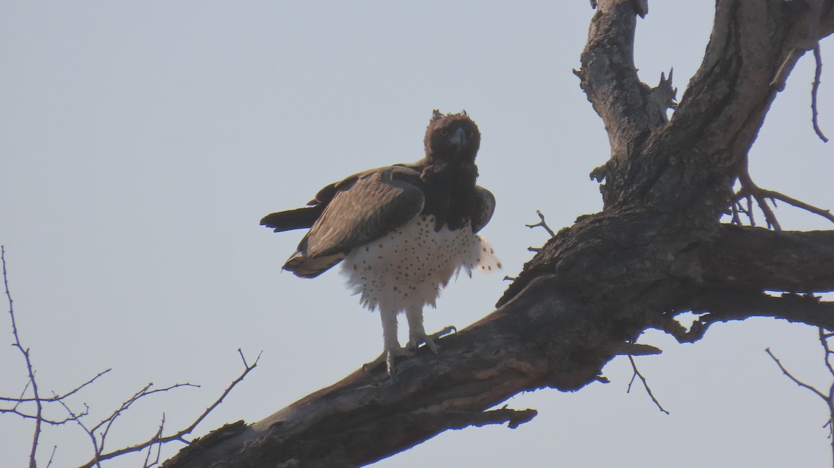 Martial Eagle - ML620786113