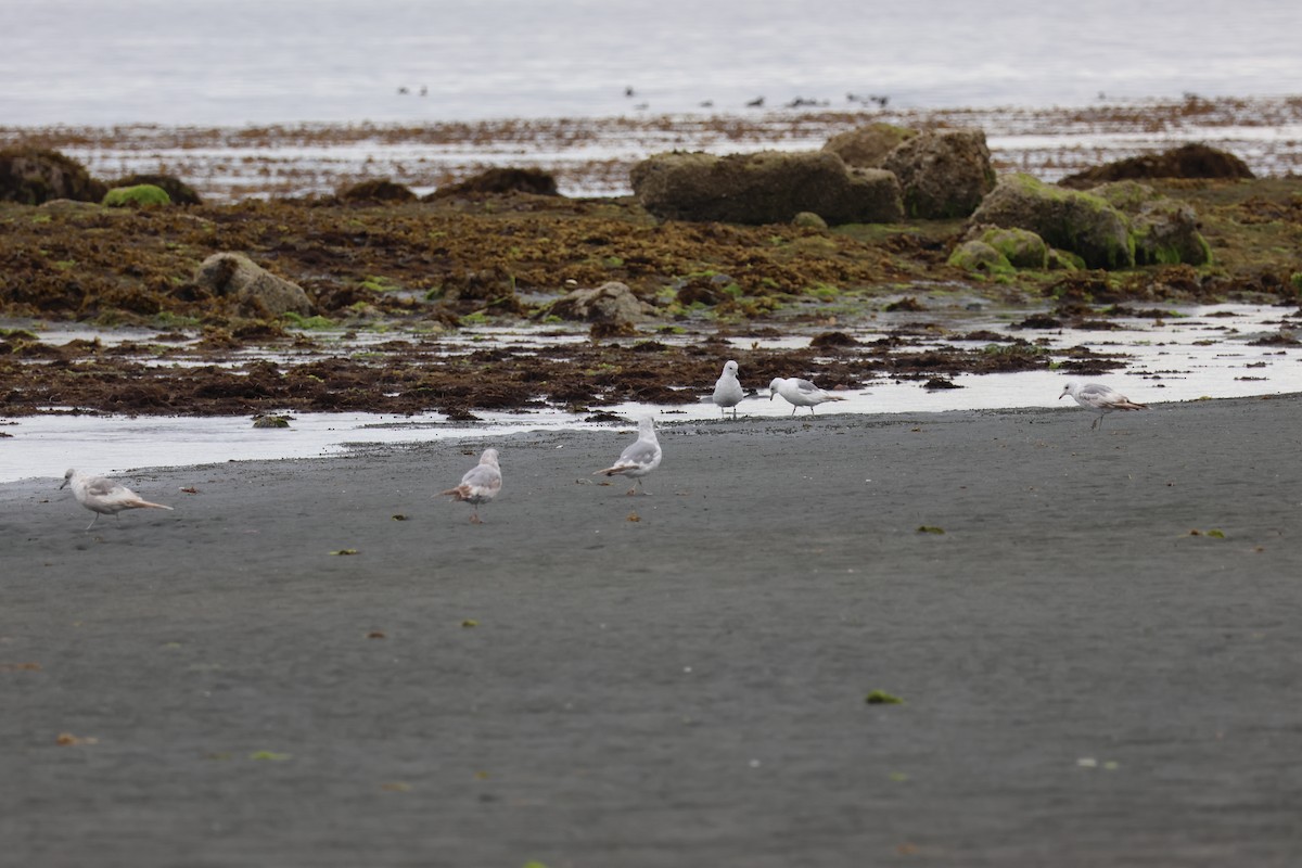 Short-billed Gull - ML620786117