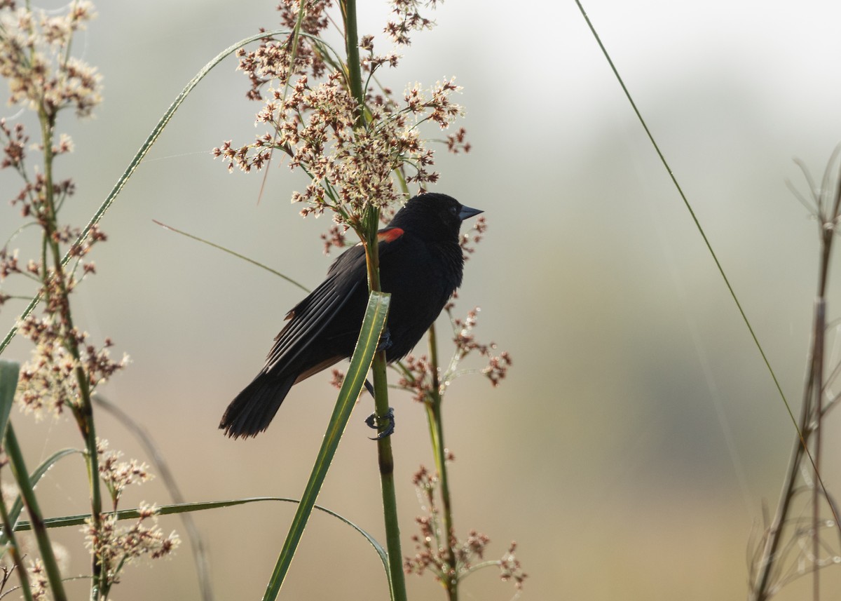 Red-shouldered Blackbird - ML620786118