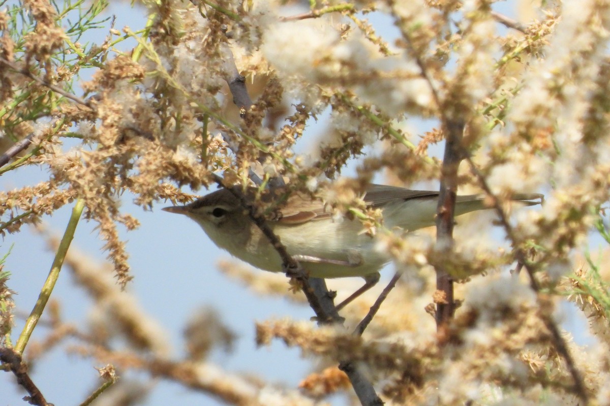 Eastern Olivaceous Warbler - ML620786120