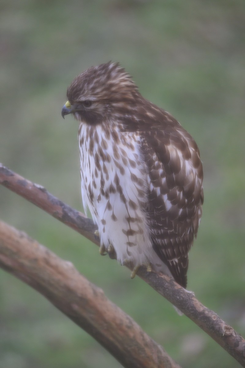 Red-shouldered Hawk - ML620786121