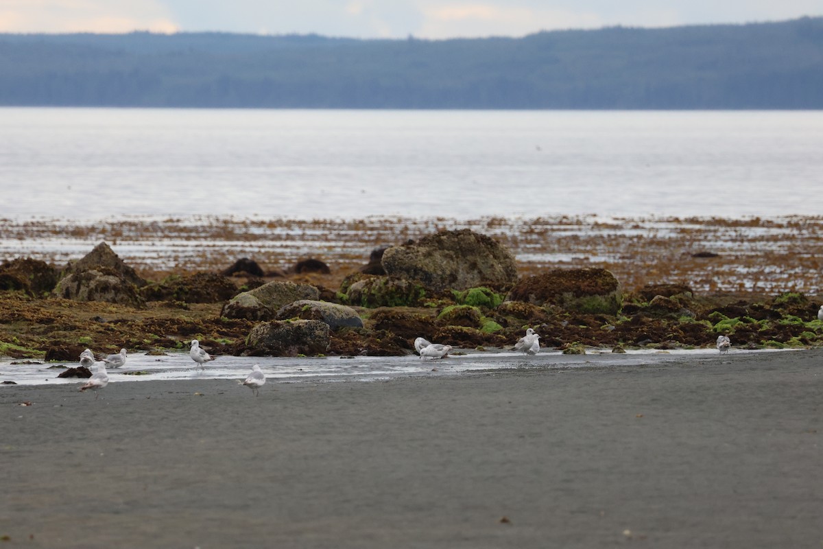 Short-billed Gull - ML620786122