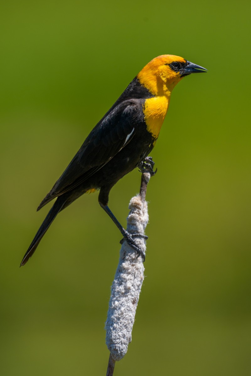 Yellow-headed Blackbird - ML620786123