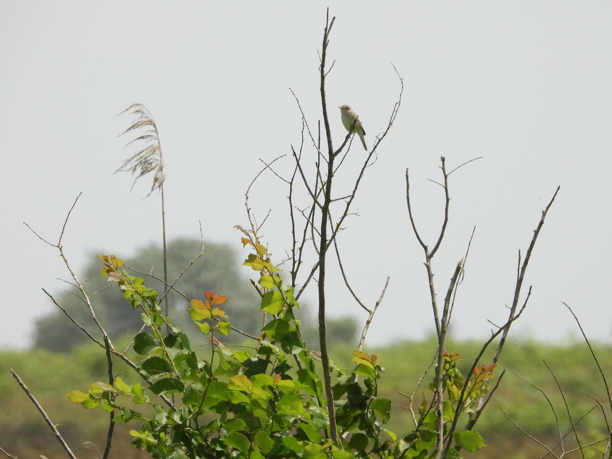 Eastern Olivaceous Warbler - ML620786126