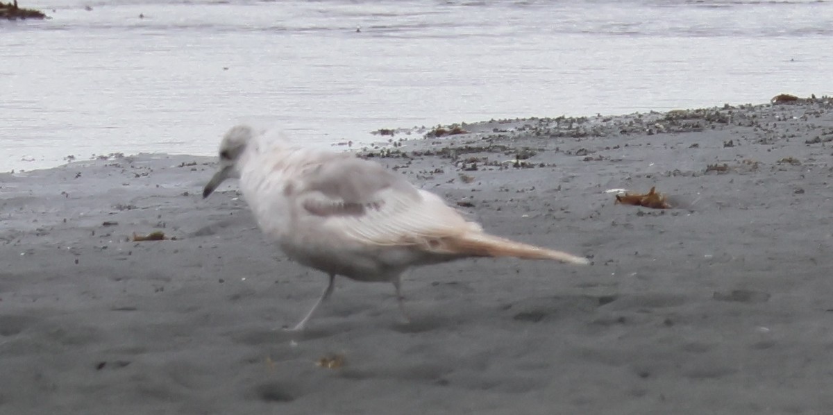 Short-billed Gull - ML620786127