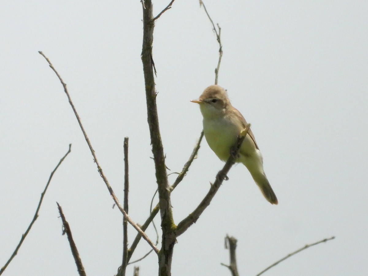 Eastern Olivaceous Warbler - ML620786129