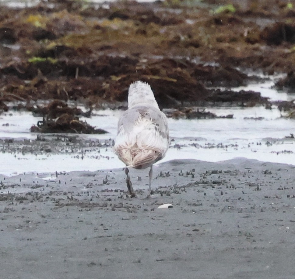 Short-billed Gull - ML620786130