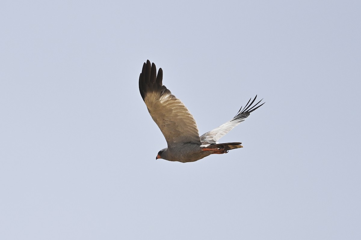 Dark Chanting-Goshawk - ML620786136