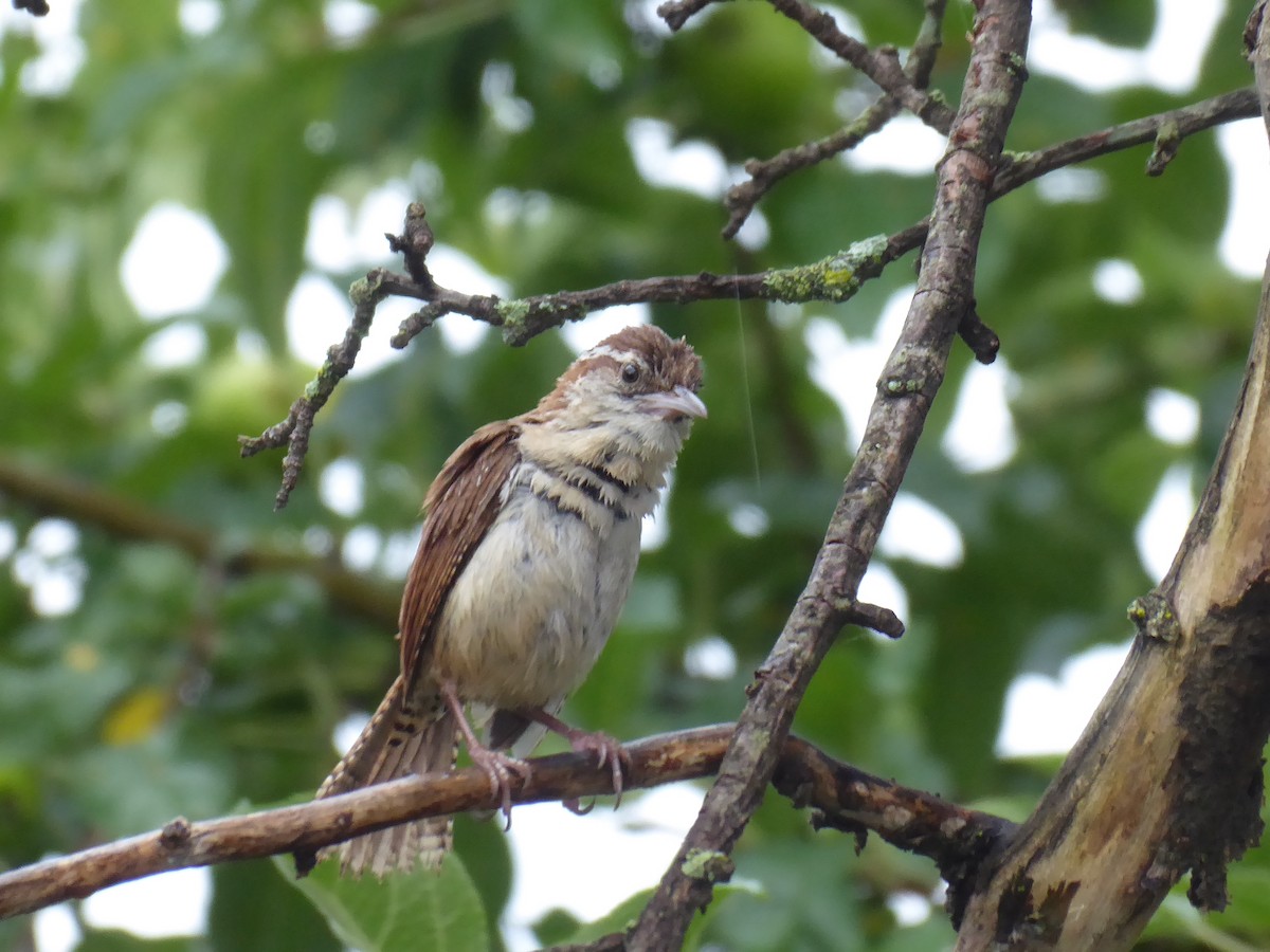 Carolina Wren - ML620786144