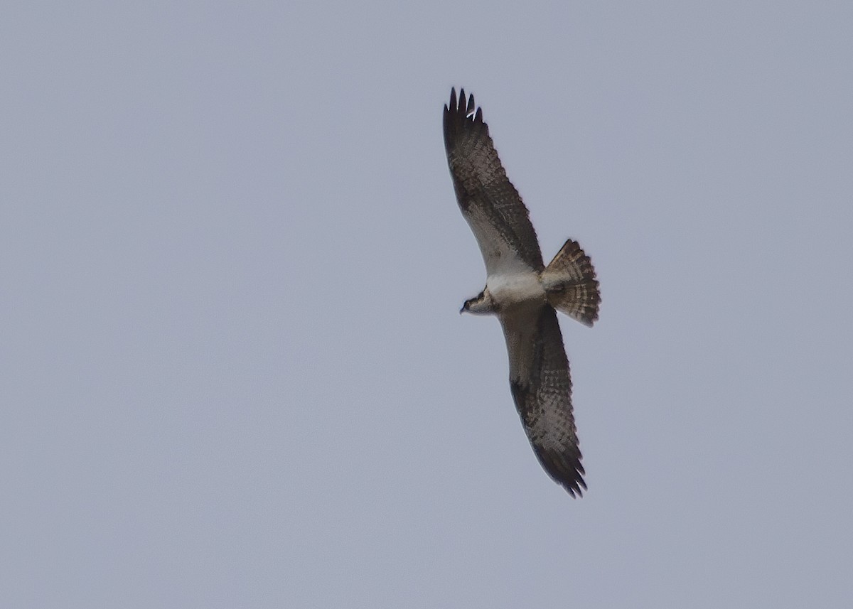 Águila Pescadora (haliaetus) - ML620786145