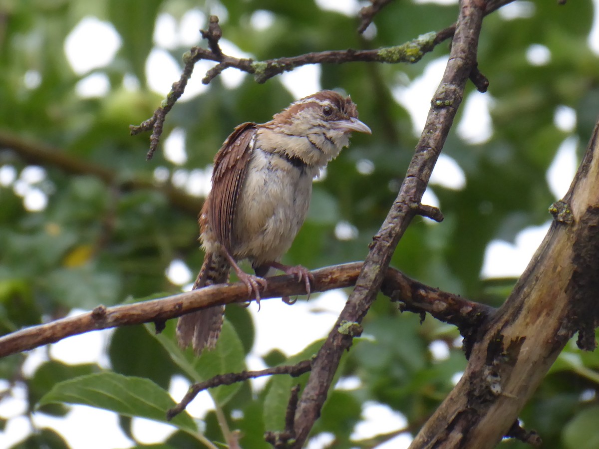 Carolina Wren - ML620786146